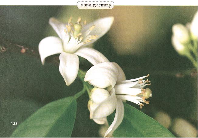 (בספר איור של נוגה ושביט משוחחים)